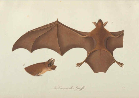 Reproducción/Reproduction 6011857697: Abbildungen zur Naturgeschichte Brasiliens Weimar :im Verlage des Grossherzogl. Sächs. priv. Landes-Industrie-Comptoirs,1822-1831