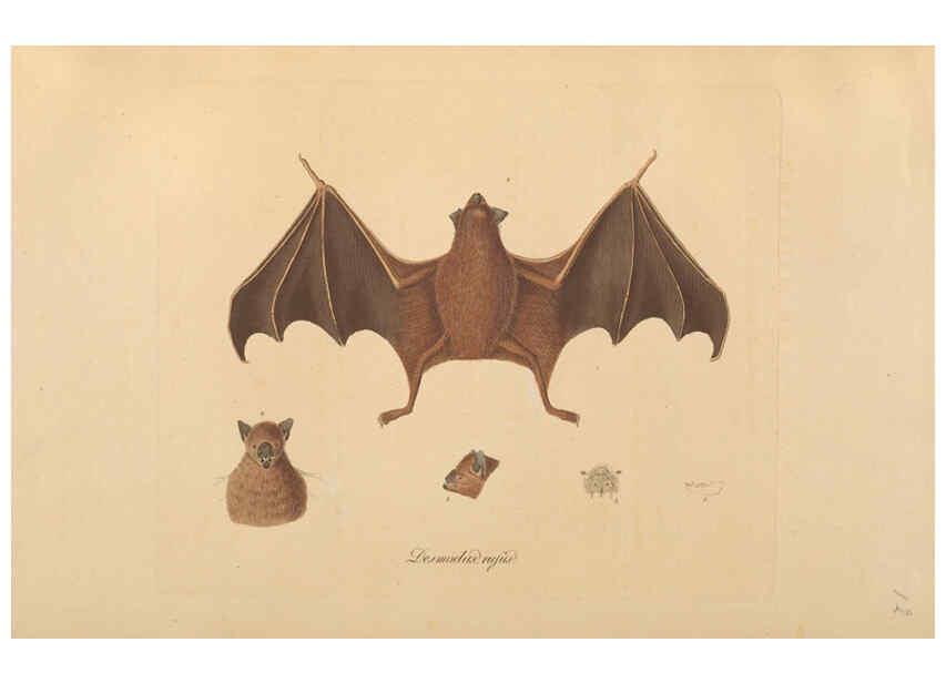 Reproducción/Reproduction 6012404718: Abbildungen zur Naturgeschichte Brasiliens Weimar :im Verlage des Grossherzogl. Sächs. priv. Landes-Industrie-Comptoirs,1822-1831