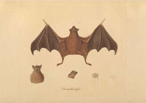 Reproducción/Reproduction 6012404718: Abbildungen zur Naturgeschichte Brasiliens Weimar :im Verlage des Grossherzogl. Sächs. priv. Landes-Industrie-Comptoirs,1822-1831
