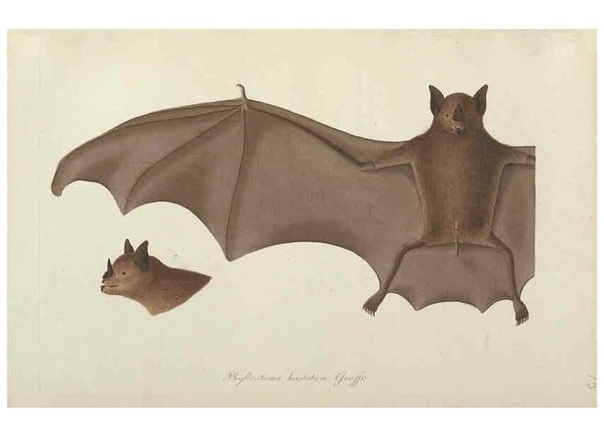 Reproducción/Reproduction 6012405010: Abbildungen zur Naturgeschichte Brasiliens Weimar :im Verlage des Grossherzogl. Sächs. priv. Landes-Industrie-Comptoirs,1822-1831