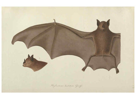 Reproducción/Reproduction 6012405010: Abbildungen zur Naturgeschichte Brasiliens Weimar :im Verlage des Grossherzogl. Sächs. priv. Landes-Industrie-Comptoirs,1822-1831