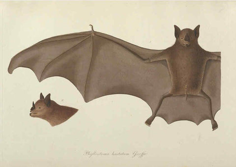 Reproducción/Reproduction 6012405010: Abbildungen zur Naturgeschichte Brasiliens Weimar :im Verlage des Grossherzogl. Sächs. priv. Landes-Industrie-Comptoirs,1822-1831
