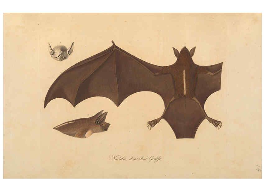 Reproducción/Reproduction 6012405298: Abbildungen zur Naturgeschichte Brasiliens Weimar :im Verlage des Grossherzogl. Sächs. priv. Landes-Industrie-Comptoirs,1822-1831