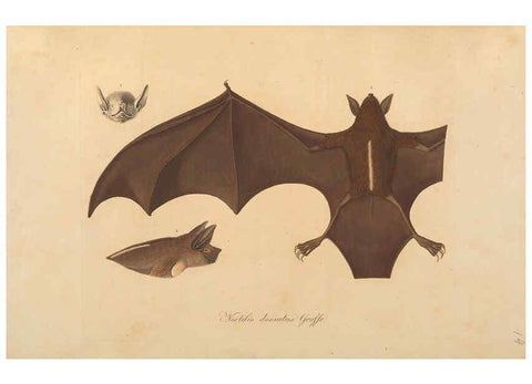 Reproducción/Reproduction 6012405298: Abbildungen zur Naturgeschichte Brasiliens Weimar :im Verlage des Grossherzogl. Sächs. priv. Landes-Industrie-Comptoirs,1822-1831
