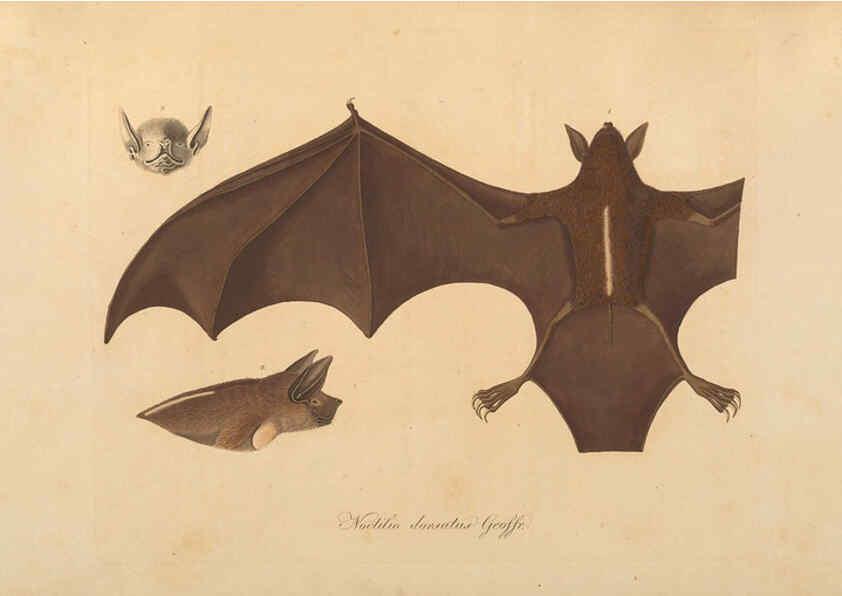 Reproducción/Reproduction 6012405298: Abbildungen zur Naturgeschichte Brasiliens Weimar :im Verlage des Grossherzogl. Sächs. priv. Landes-Industrie-Comptoirs,1822-1831