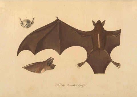 Reproducción/Reproduction 6012405298: Abbildungen zur Naturgeschichte Brasiliens Weimar :im Verlage des Grossherzogl. Sächs. priv. Landes-Industrie-Comptoirs,1822-1831