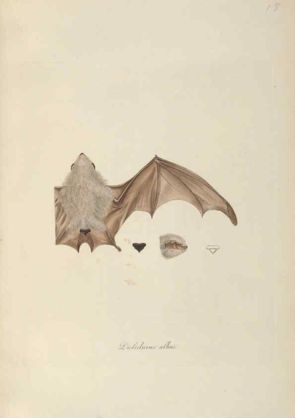 Reproducción/Reproduction 6012405564: Abbildungen zur Naturgeschichte Brasiliens Weimar :im Verlage des Grossherzogl. Sächs. priv. Landes-Industrie-Comptoirs,1822-1831