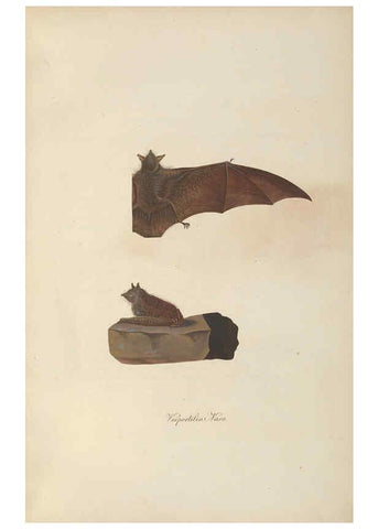 Reproducción/Reproduction 6012405784: Abbildungen zur Naturgeschichte Brasiliens Weimar :im Verlage des Grossherzogl. Sächs. priv. Landes-Industrie-Comptoirs,1822-1831