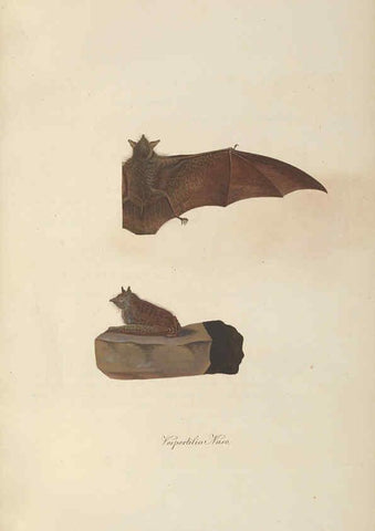 Reproducción/Reproduction 6012405784: Abbildungen zur Naturgeschichte Brasiliens Weimar :im Verlage des Grossherzogl. Sächs. priv. Landes-Industrie-Comptoirs,1822-1831