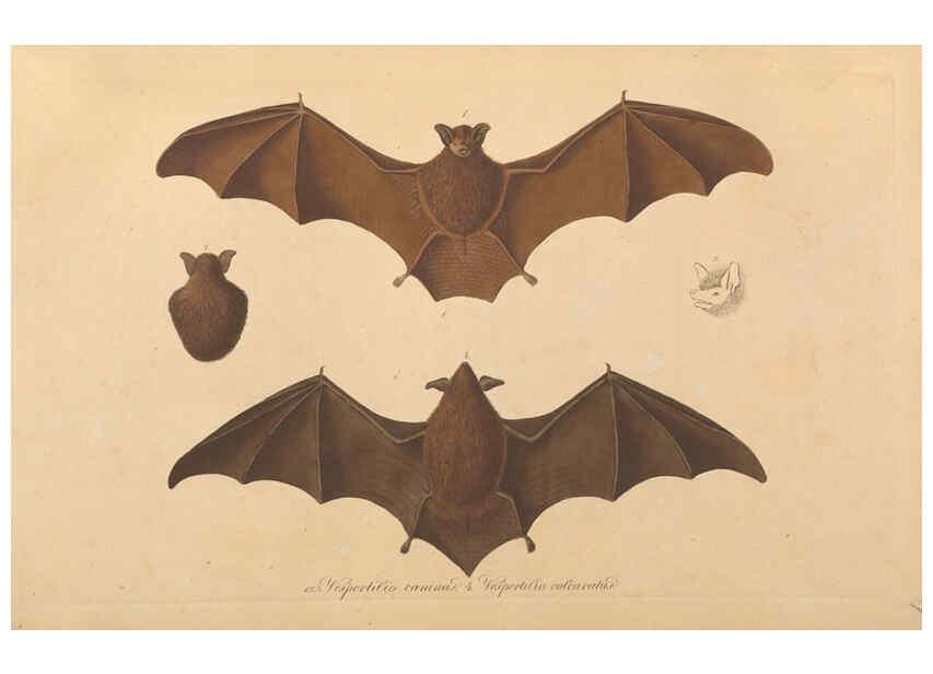 Reproducción/Reproduction 6011859221: Abbildungen zur Naturgeschichte Brasiliens Weimar :im Verlage des Grossherzogl. Sächs. priv. Landes-Industrie-Comptoirs,1822-1831