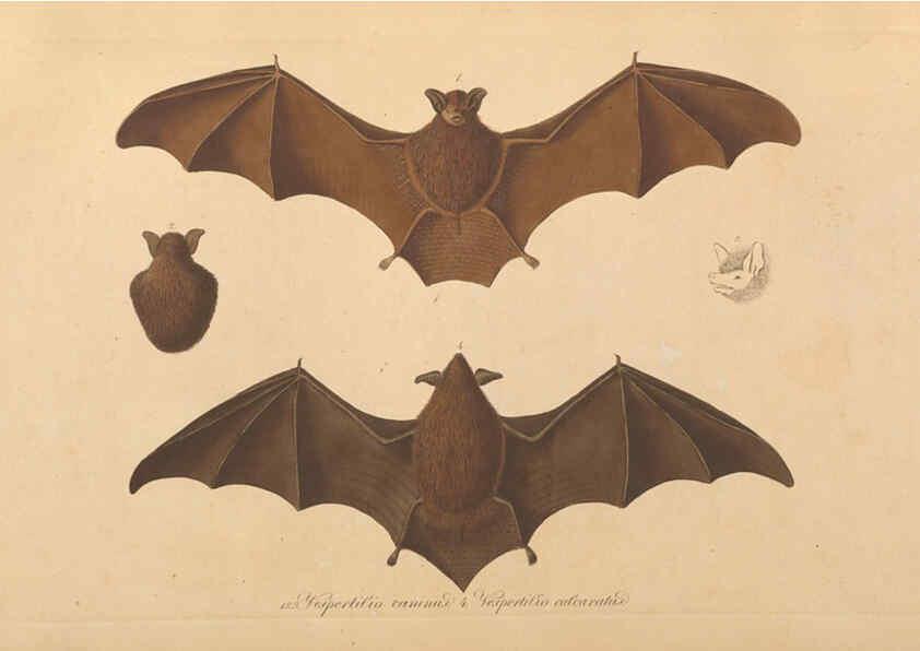 Reproducción/Reproduction 6011859221: Abbildungen zur Naturgeschichte Brasiliens Weimar :im Verlage des Grossherzogl. Sächs. priv. Landes-Industrie-Comptoirs,1822-1831