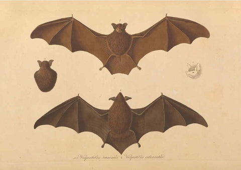 Reproducción/Reproduction 6011859221: Abbildungen zur Naturgeschichte Brasiliens Weimar :im Verlage des Grossherzogl. Sächs. priv. Landes-Industrie-Comptoirs,1822-1831