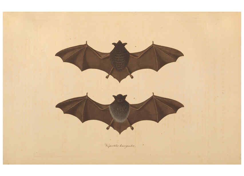 Reproducción/Reproduction 6011859463: Abbildungen zur Naturgeschichte Brasiliens Weimar :im Verlage des Grossherzogl. Sächs. priv. Landes-Industrie-Comptoirs,1822-1831