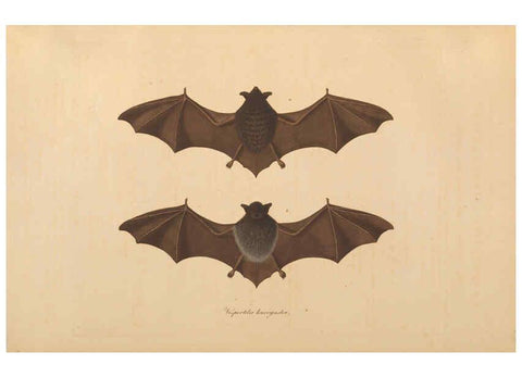Reproducción/Reproduction 6011859463: Abbildungen zur Naturgeschichte Brasiliens Weimar :im Verlage des Grossherzogl. Sächs. priv. Landes-Industrie-Comptoirs,1822-1831