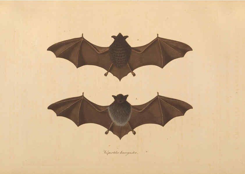 Reproducción/Reproduction 6011859463: Abbildungen zur Naturgeschichte Brasiliens Weimar :im Verlage des Grossherzogl. Sächs. priv. Landes-Industrie-Comptoirs,1822-1831