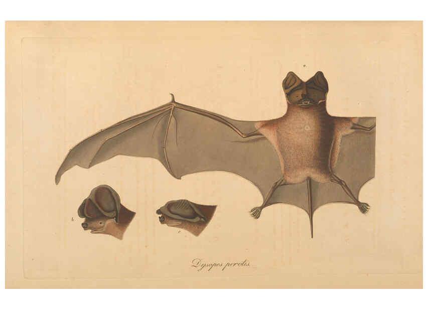 Reproducción/Reproduction 6011859705: Abbildungen zur Naturgeschichte Brasiliens Weimar :im Verlage des Grossherzogl. Sächs. priv. Landes-Industrie-Comptoirs,1822-1831