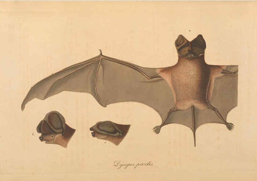Reproducción/Reproduction 6011859705: Abbildungen zur Naturgeschichte Brasiliens Weimar :im Verlage des Grossherzogl. Sächs. priv. Landes-Industrie-Comptoirs,1822-1831