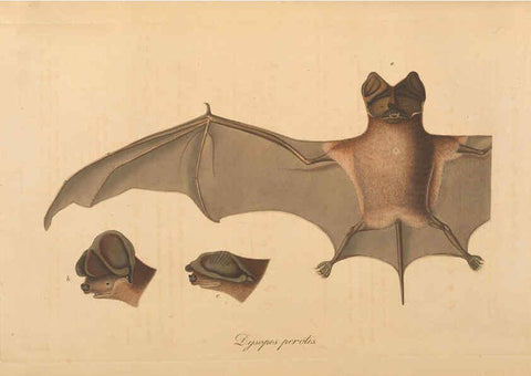 Reproducción/Reproduction 6011859705: Abbildungen zur Naturgeschichte Brasiliens Weimar :im Verlage des Grossherzogl. Sächs. priv. Landes-Industrie-Comptoirs,1822-1831
