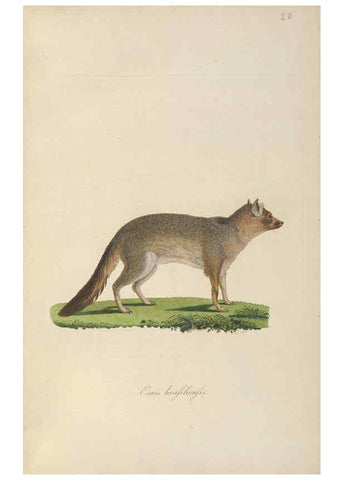 Reproducción/Reproduction 6012406682: Abbildungen zur Naturgeschichte Brasiliens Weimar :im Verlage des Grossherzogl. Sächs. priv. Landes-Industrie-Comptoirs,1822-1831