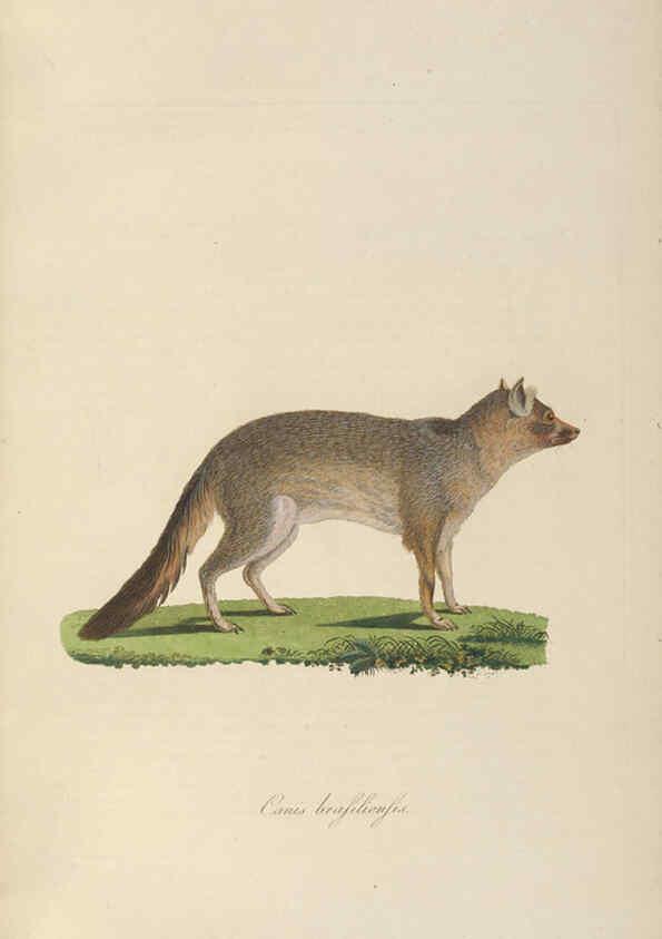 Reproducción/Reproduction 6012406682: Abbildungen zur Naturgeschichte Brasiliens Weimar :im Verlage des Grossherzogl. Sächs. priv. Landes-Industrie-Comptoirs,1822-1831