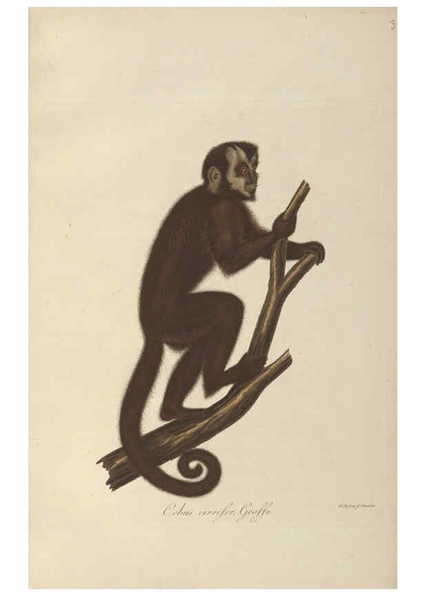 Reproducción/Reproduction 6012402190: Abbildungen zur Naturgeschichte Brasiliens Weimar :im Verlage des Grossherzogl. Sächs. priv. Landes-Industrie-Comptoirs,1822-1831