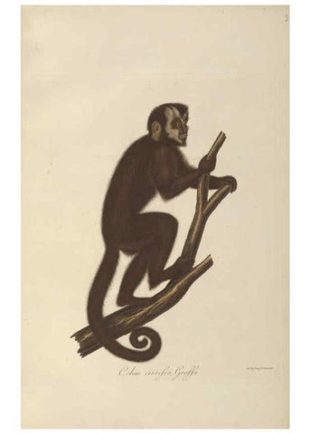 Reproducción/Reproduction 6012402190: Abbildungen zur Naturgeschichte Brasiliens Weimar :im Verlage des Grossherzogl. Sächs. priv. Landes-Industrie-Comptoirs,1822-1831
