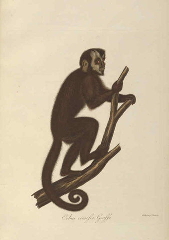 Reproducción/Reproduction 6012402190: Abbildungen zur Naturgeschichte Brasiliens Weimar :im Verlage des Grossherzogl. Sächs. priv. Landes-Industrie-Comptoirs,1822-1831