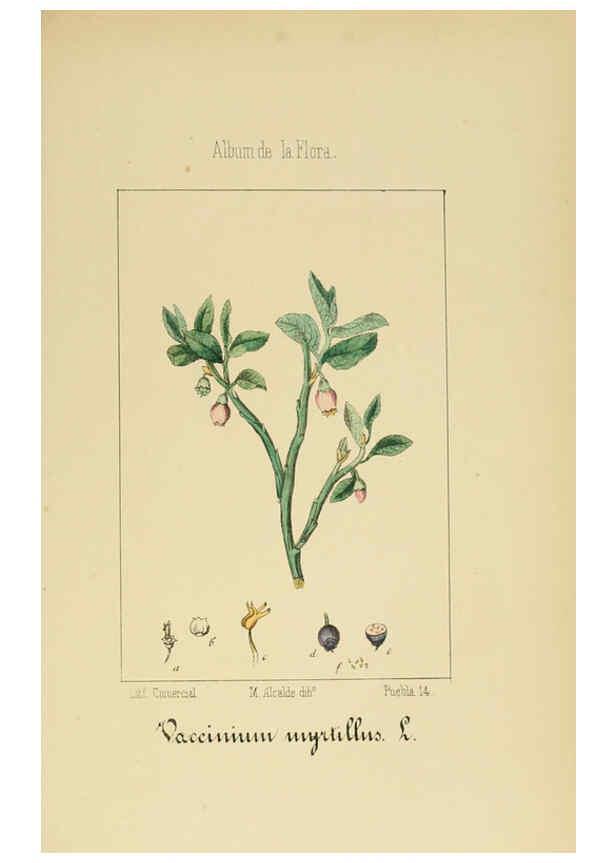 Reproducción/Reproduction 6011796119: Album de la flora médico-farmacéutica é industrial, indígena y exótica Madrid,Impr. de la Galeria literaria,1862-64