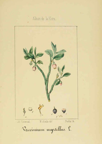 Reproducción/Reproduction 6011796119: Album de la flora médico-farmacéutica é industrial, indígena y exótica Madrid,Impr. de la Galeria literaria,1862-64