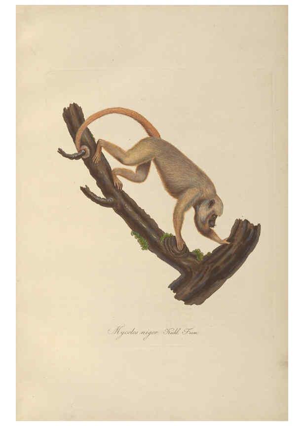 Reproducción/Reproduction 6011855103: Abbildungen zur Naturgeschichte Brasiliens Weimar :im Verlage des Grossherzogl. Sächs. priv. Landes-Industrie-Comptoirs,1822-1831