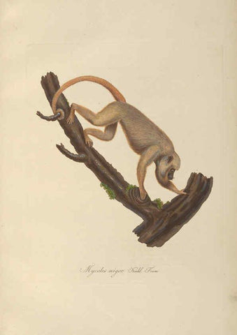 Reproducción/Reproduction 6011855103: Abbildungen zur Naturgeschichte Brasiliens Weimar :im Verlage des Grossherzogl. Sächs. priv. Landes-Industrie-Comptoirs,1822-1831