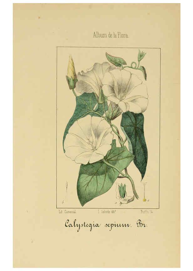 Reproducción/Reproduction 6011801131: Album de la flora médico-farmacéutica é industrial, indígena y exótica Madrid,Impr. de la Galeria literaria,1862-64