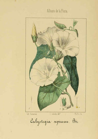 Reproducción/Reproduction 6011801131: Album de la flora médico-farmacéutica é industrial, indígena y exótica Madrid,Impr. de la Galeria literaria,1862-64