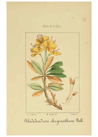 Reproducción/Reproduction 6012343488: Album de la flora médico-farmacéutica é industrial, indígena y exótica Madrid,Impr. de la Galeria literaria,1862-64