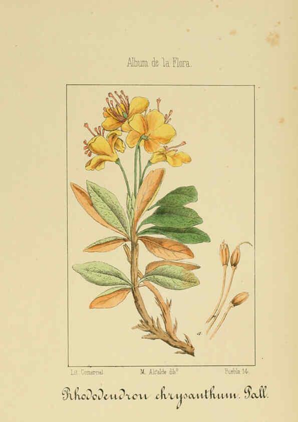 Reproducción/Reproduction 6012343488: Album de la flora médico-farmacéutica é industrial, indígena y exótica Madrid,Impr. de la Galeria literaria,1862-64