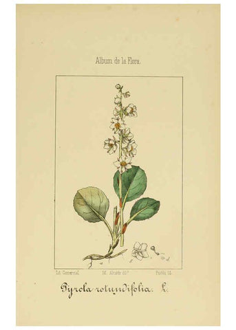 Reproducción/Reproduction 6011796783: Album de la flora médico-farmacéutica é industrial, indígena y exótica Madrid,Impr. de la Galeria literaria,1862-64