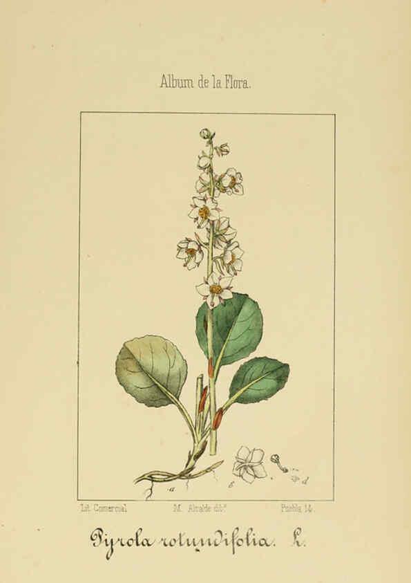 Reproducción/Reproduction 6011796783: Album de la flora médico-farmacéutica é industrial, indígena y exótica Madrid,Impr. de la Galeria literaria,1862-64