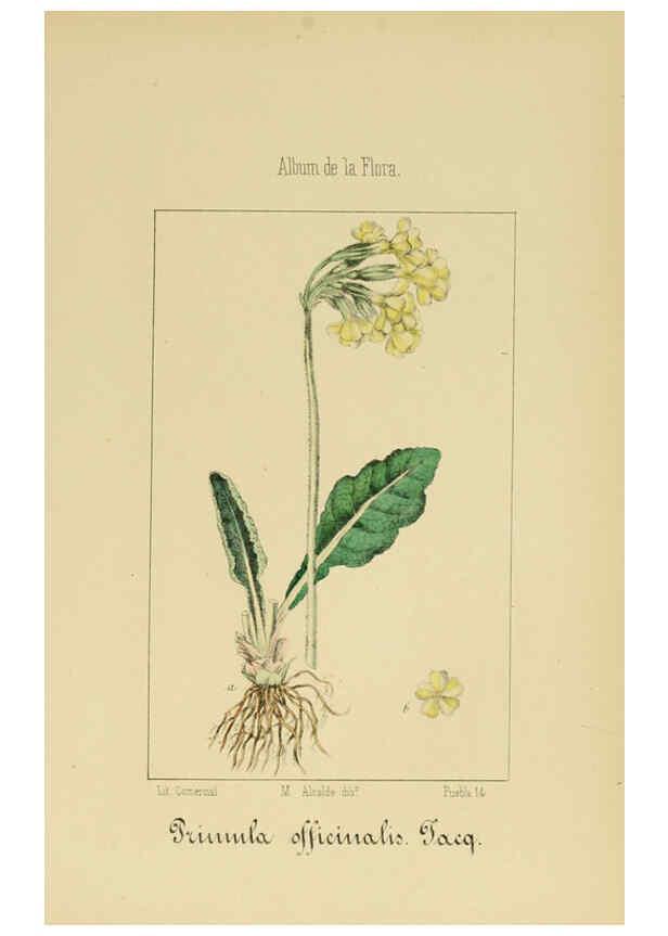 Reproducción/Reproduction 6012343914: Album de la flora médico-farmacéutica é industrial, indígena y exótica Madrid,Impr. de la Galeria literaria,1862-64