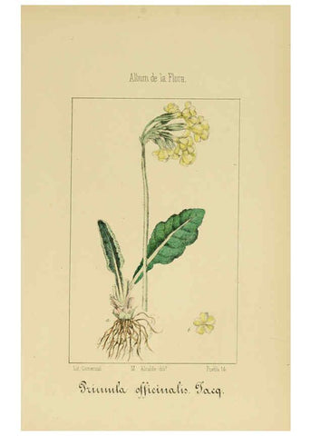 Reproducción/Reproduction 6012343914: Album de la flora médico-farmacéutica é industrial, indígena y exótica Madrid,Impr. de la Galeria literaria,1862-64