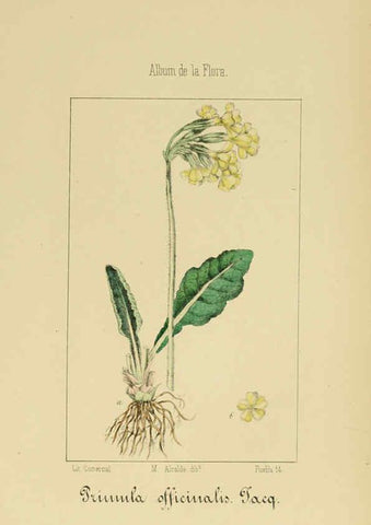 Reproducción/Reproduction 6012343914: Album de la flora médico-farmacéutica é industrial, indígena y exótica Madrid,Impr. de la Galeria literaria,1862-64