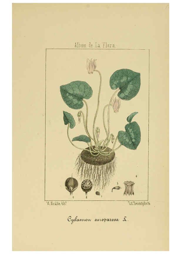 Reproducción/Reproduction 6011797211: Album de la flora médico-farmacéutica é industrial, indígena y exótica Madrid,Impr. de la Galeria literaria,1862-64