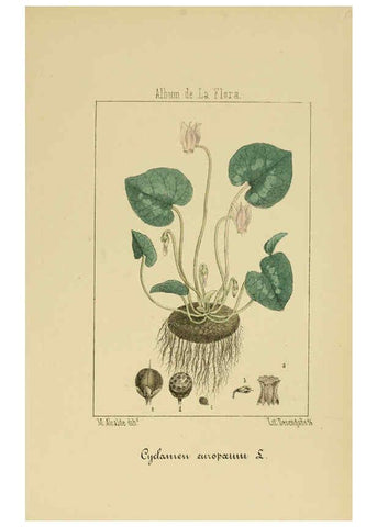 Reproducción/Reproduction 6011797211: Album de la flora médico-farmacéutica é industrial, indígena y exótica Madrid,Impr. de la Galeria literaria,1862-64