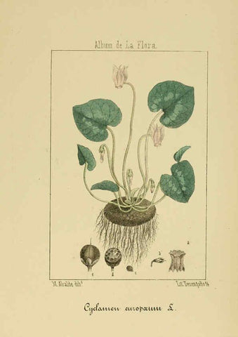Reproducción/Reproduction 6011797211: Album de la flora médico-farmacéutica é industrial, indígena y exótica Madrid,Impr. de la Galeria literaria,1862-64