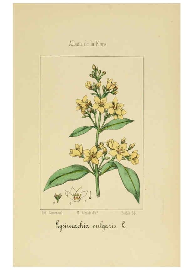 Reproducción/Reproduction 6012344416: Album de la flora médico-farmacéutica é industrial, indígena y exótica Madrid,Impr. de la Galeria literaria,1862-64
