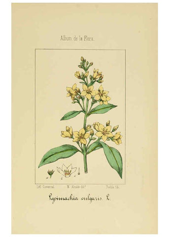 Reproducción/Reproduction 6012344416: Album de la flora médico-farmacéutica é industrial, indígena y exótica Madrid,Impr. de la Galeria literaria,1862-64