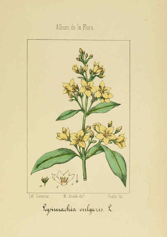 Reproducción/Reproduction 6012344416: Album de la flora médico-farmacéutica é industrial, indígena y exótica Madrid,Impr. de la Galeria literaria,1862-64