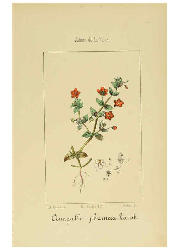 Reproducción/Reproduction 6012344578: Album de la flora médico-farmacéutica é industrial, indígena y exótica Madrid,Impr. de la Galeria literaria,1862-64