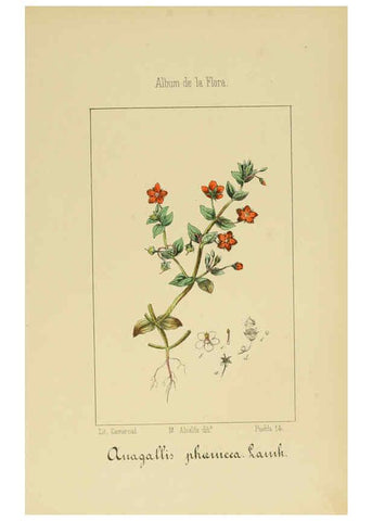 Reproducción/Reproduction 6012344578: Album de la flora médico-farmacéutica é industrial, indígena y exótica Madrid,Impr. de la Galeria literaria,1862-64