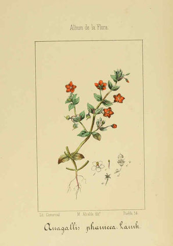 Reproducción/Reproduction 6012344578: Album de la flora médico-farmacéutica é industrial, indígena y exótica Madrid,Impr. de la Galeria literaria,1862-64