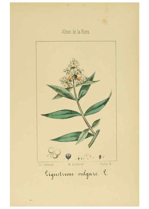 Reproducción/Reproduction 6011798025: Album de la flora médico-farmacéutica é industrial, indígena y exótica Madrid,Impr. de la Galeria literaria,1862-64
